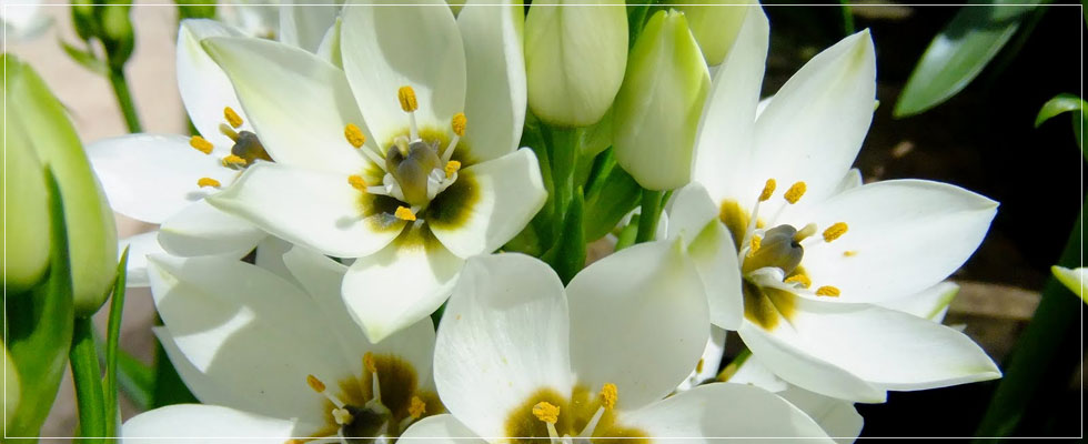 Now taking orders for
<h2>Summer Blooms</h2>
<br/><a class='button' href='http://www.terraceiafarms.com/category/z5'>Visit Summer Blooms</a>