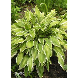 Hostas For Sale >> Hosta Plants Hostas For Sale Terra Ceia Farms Hostas For Sale >> Hosta Plants Hostas For Sale Terra Ceia Farms