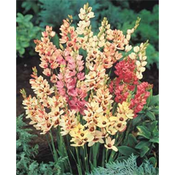 Ixia (African Corn Lily)