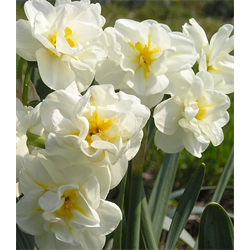 Daffodil, Double