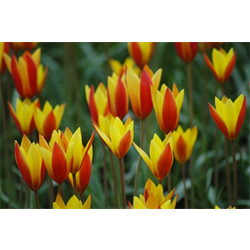 Tulip, Species / Misc