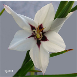 Gladiolus, Species