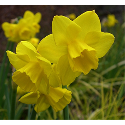 Daffodil, Jonquilla
