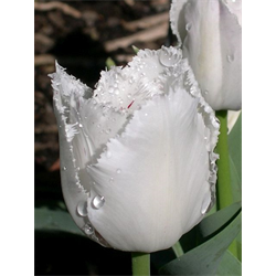 Tulip, Fringed