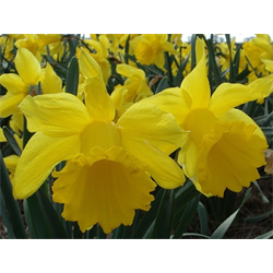 Daffodil, Trumpet