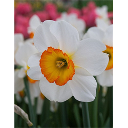 Daffodil, Large Cup