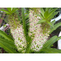 Eucomis (Pineapple Lily)