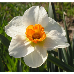 Daffodil, Small Cup