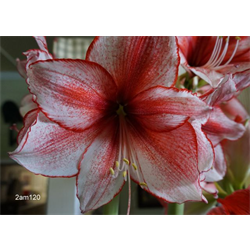 jumbo amaryllis bulbs for sale terra ceia farms