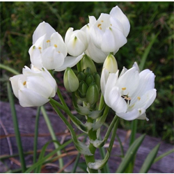 Ornithogalum Arabicum Arabian Starflower Terra Ceia Farms