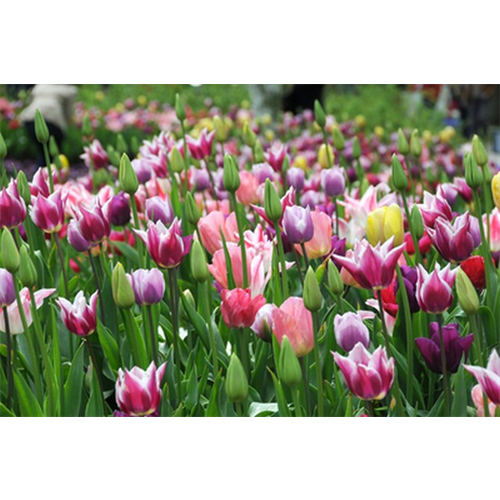 Tulip Bulbs in Bulk Darwin Hybrid Tulips Terra Ceia Farms