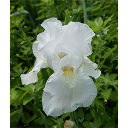 White Bearded Iris Buy Bearded Iris Bulbs Terra Ceia Farms