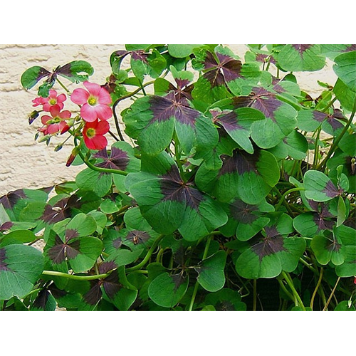 Iron Cross Shamrock | Oxalis Tetraphylla - Terra Ceia Farms