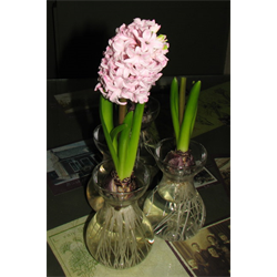 Bulb Forcing Vases For Sale Terra Ceia Farms