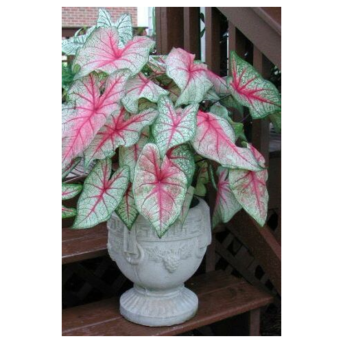 Buy Caladium Bulbs Online Caladium White Queen Terra Ceia Farms