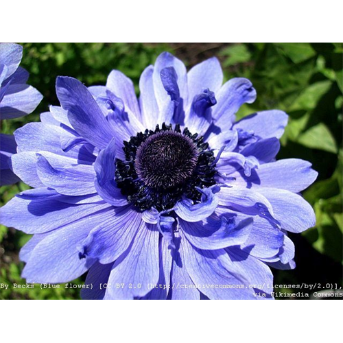Anemone coronaria double Lord Lieutenant (25 bulbs per pkg- Ships Oct ...
