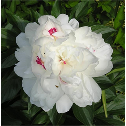 bulk flower bulbs peony bulk white ½ bu ships oct thru bulbs order flower terra ceia farms bulk flower bulbs peony bulk white ½ bu ships oct thru bulbs order flower terra ceia farms