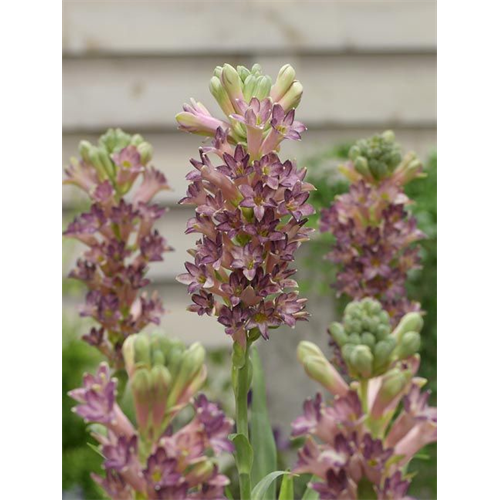 tuberose bulbs wholesale 28 images tuberoses polianthes yellow baby k van bourgondiens tuberose bulbs wholesale 28 images tuberoses polianthes yellow baby k van bourgondiens