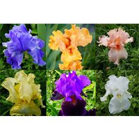 Bearded Iris Mixture (3 plants/pkg - Ships Oct thru Jan)