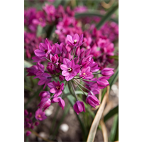 Allium ostrowskianum (25 bulbs/pkg - Ships Oct thru Jan)