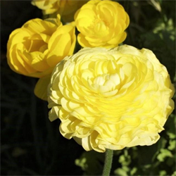 Ranunculus Yellow (10 bulbs/pkg - Ships Oct thru June)