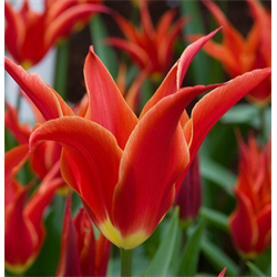 Tulip Lily Flowered Aladdin's Record (10 bulbs/pkg - Ships Oct thru Jan)
