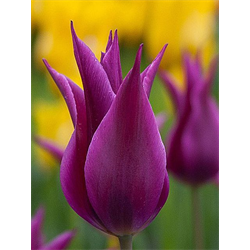 Tulip Lily Maytime (10 bulbs/pkg - Ships Oct thru Jan)