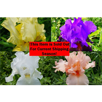 *SOLD OUT* Bearded Iris Collection (12 plants per collection - Ships Oct thru j
