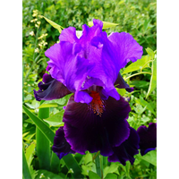 Bearded Iris Purple (3 plants/pkg - Ships Oct thru Jan)