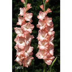 Gladiolus Pink (25 bulbs/pkg - Ships March thru June)