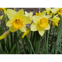 Daffodil Lg. Cup Fortune (10 bulb/pkg)