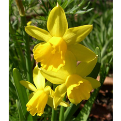 Daffodil Cyclamineus Tete a Tete (10 bulbs/pkg - Ships Oct thru Jan)
