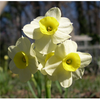 Daffodil Tazetta Minnow (10 bulbs/pkg - Ships Oct thru Jan)