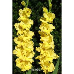 Gladiolus Yellow ( 25 bulbs/pkg - Ships March thru June)