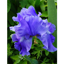 Bearded Iris Blue (3 plants/pkg - Ships Oct thru Jan)