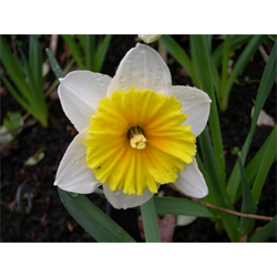 Daffodil Lg. Cup Slim Whitman (10 bulbs/pkg - Ships Oct thru Jan)