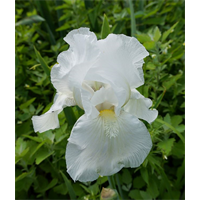 Bearded Iris White (3 plants/pkg - Ships Oct thru Jan)