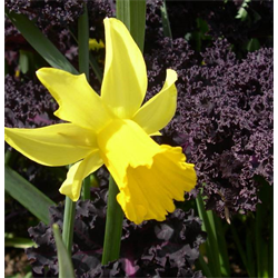 Daffodil Cyclamineus February Gold (10 bulbs/pkg Ships Oct thru Jan)