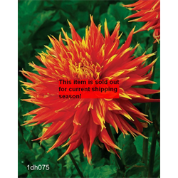 *SOLD OUT* Dahlia Show and Tell (3 plants/pkg - Ships March thru June)