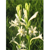 Additional images for Tuberose Single 'Mexican Single' (5 bulbs per pkg - Ships March thru