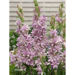 *SOLD OUT* Tuberose Double 'Pink Sapphire' (5 bulbs/pkg - Ships March thru June)