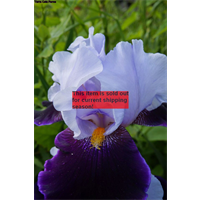 *SOLD OUT* Bearded Iris Lavender (3 plants/pkg - Ships Oct thru Jan)