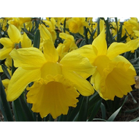 Daffodil Trumpet Counsellor (10 bulbs/pkg - Ships Oct thru Jan)
