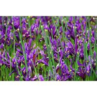 Dwarf Iris reticulata J S Dijt (25 bulbs/pkg - Ships Oct thru Jan)