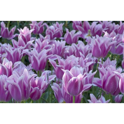 Tulip Lily Flowered Ballade (10 bulbs/pkg - Ships Oct thru Jan)
