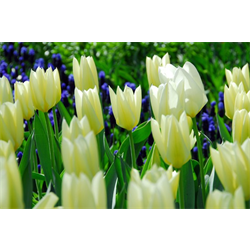 Tulip Lily Flowered White Triumphator (10 bulbs/pkg - Ships Oct thru Jan)