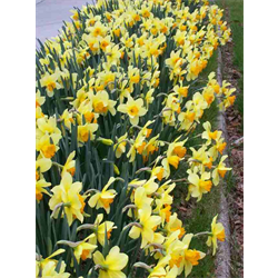 Daffodil Lg. Cup Fortissimo (10 bulbs/pkg - Ships Oct thru Jan)
