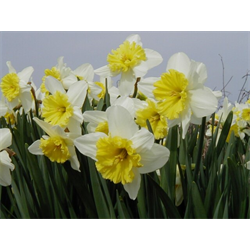 Daffodil Lg. Cup Ice Follies (10 bulbs/pkg - Ships Oct thru Jan)