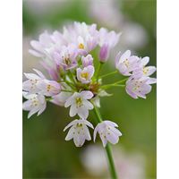 Allium roseum (25 bulbs/pkg - Ships Oct thru Jan)
