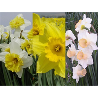 Daffodil Large Cup Collection (60 bulbs per collection)